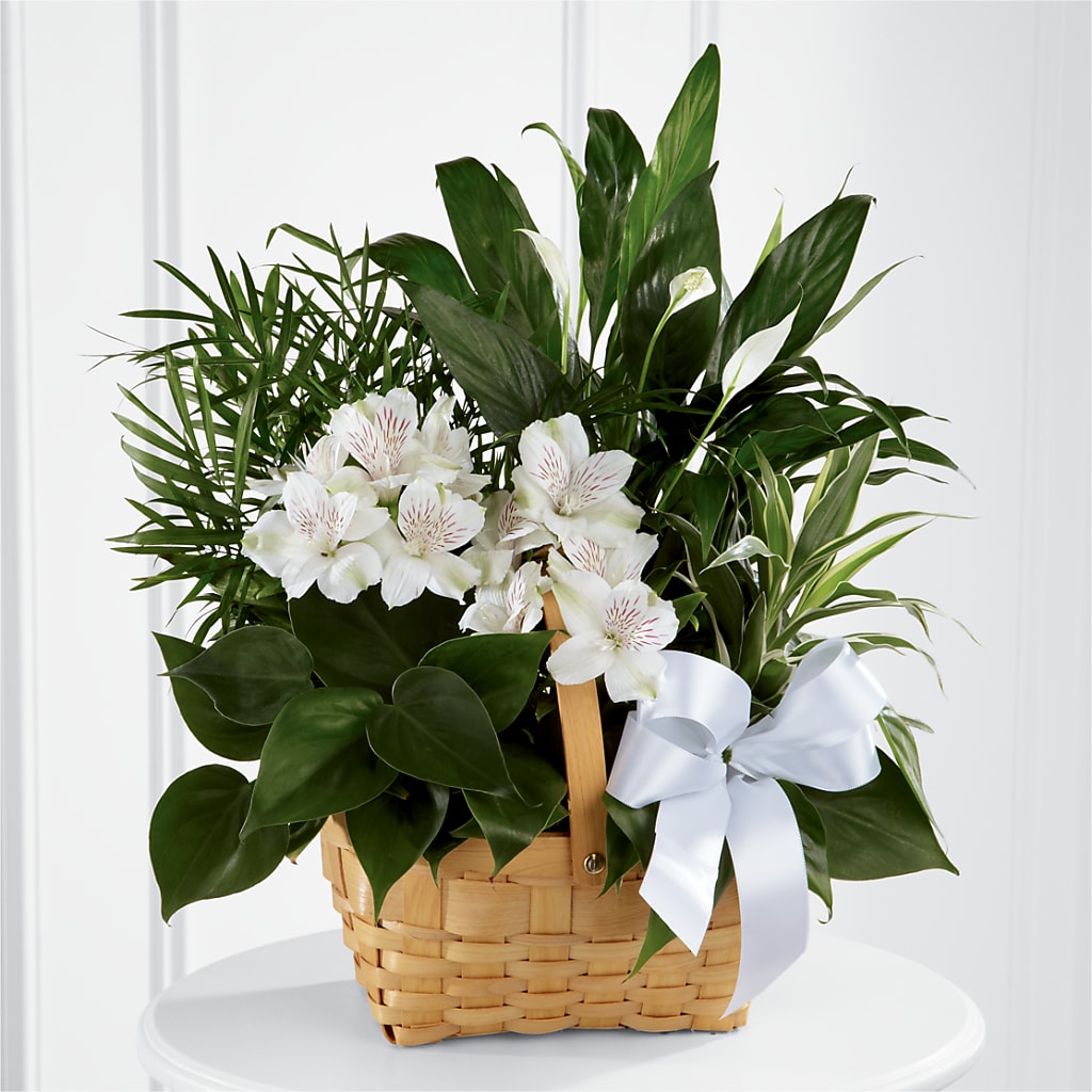 Peace & Serenity Dishgarden – Mary Blooms Florist, Port Saint Lucie FL