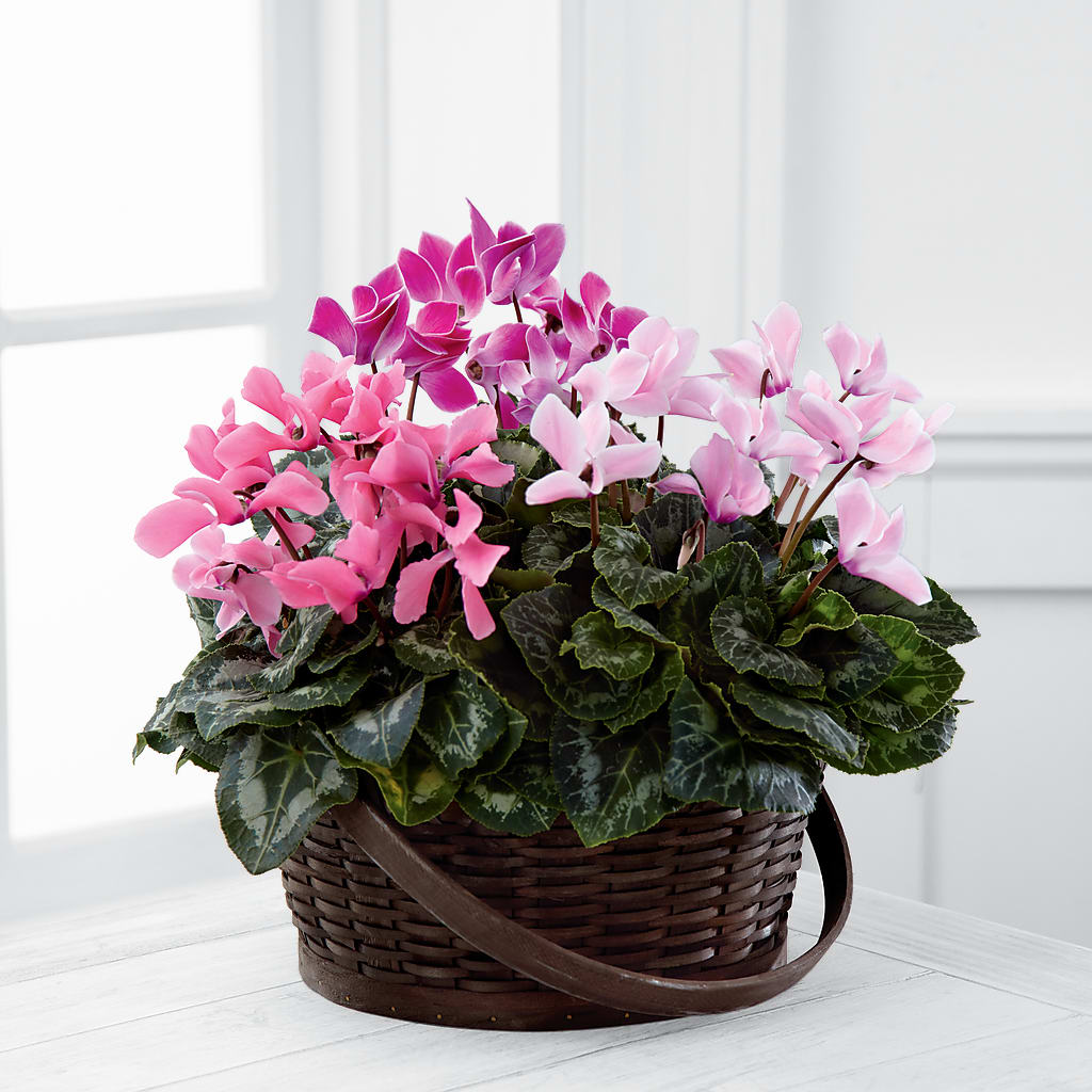 Mixed Cyclamen Planter – Mary Blooms Florist, Port Saint Lucie FL