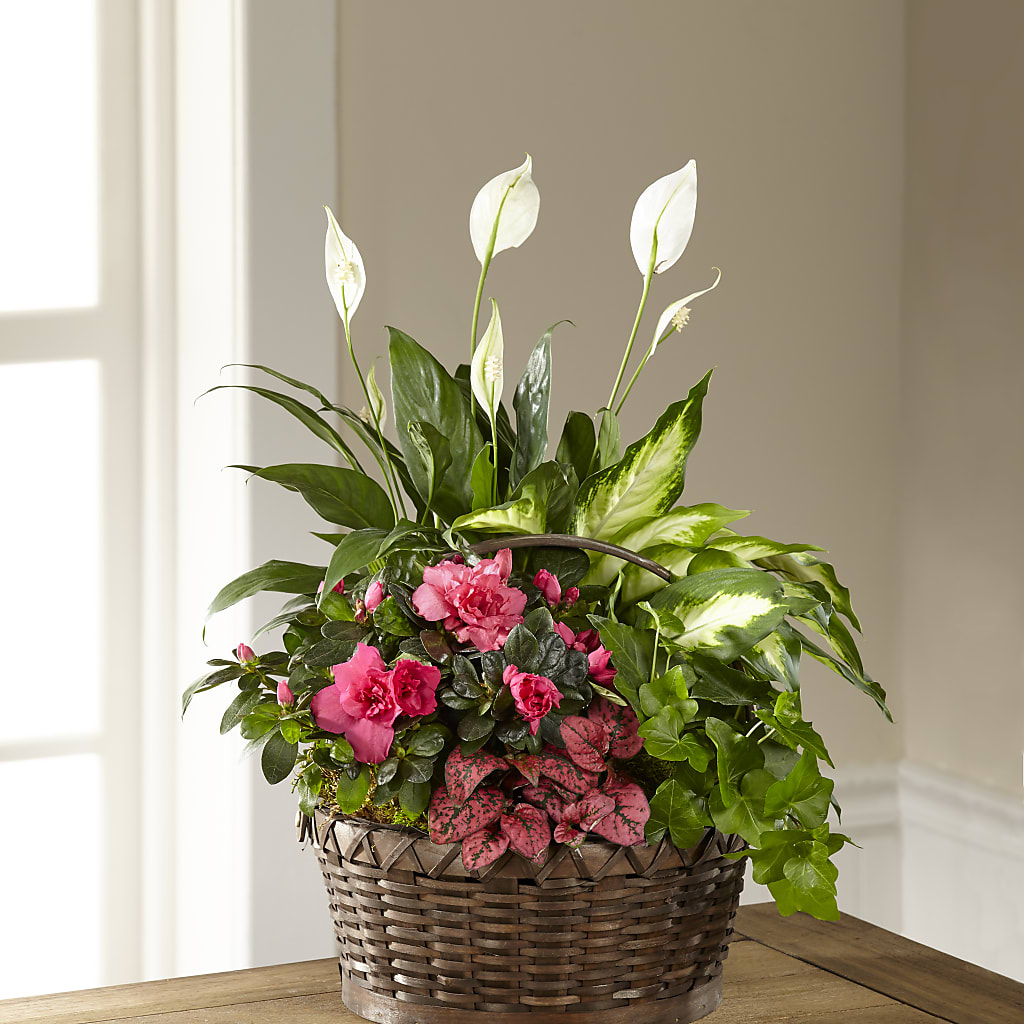 Dream in Pink Dishgarden – Mary Blooms Florist, Port Saint Lucie FL