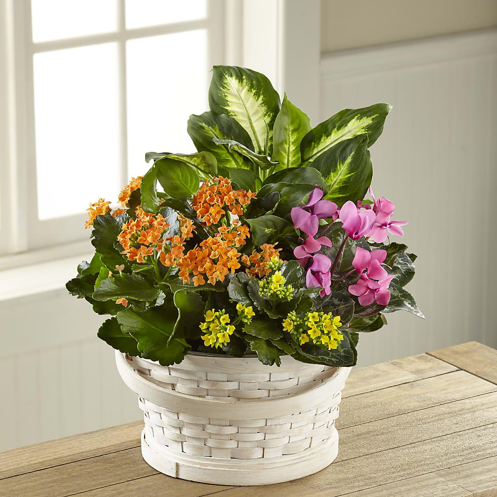 Color Crush Dishgarden – Mary Blooms Florist, Port Saint Lucie FL