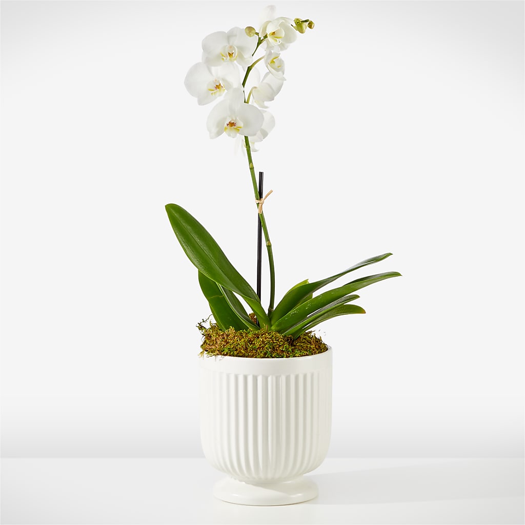Whispering White Orchid – Mary Blooms Florist, Port Saint Lucie FL