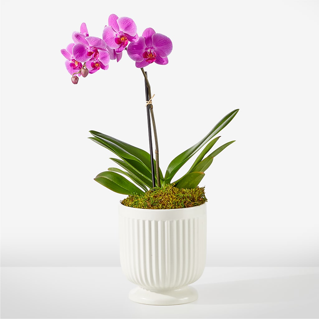 Friendly Fuchsia Orchid – Mary Blooms Florist, Port Saint Lucie FL
