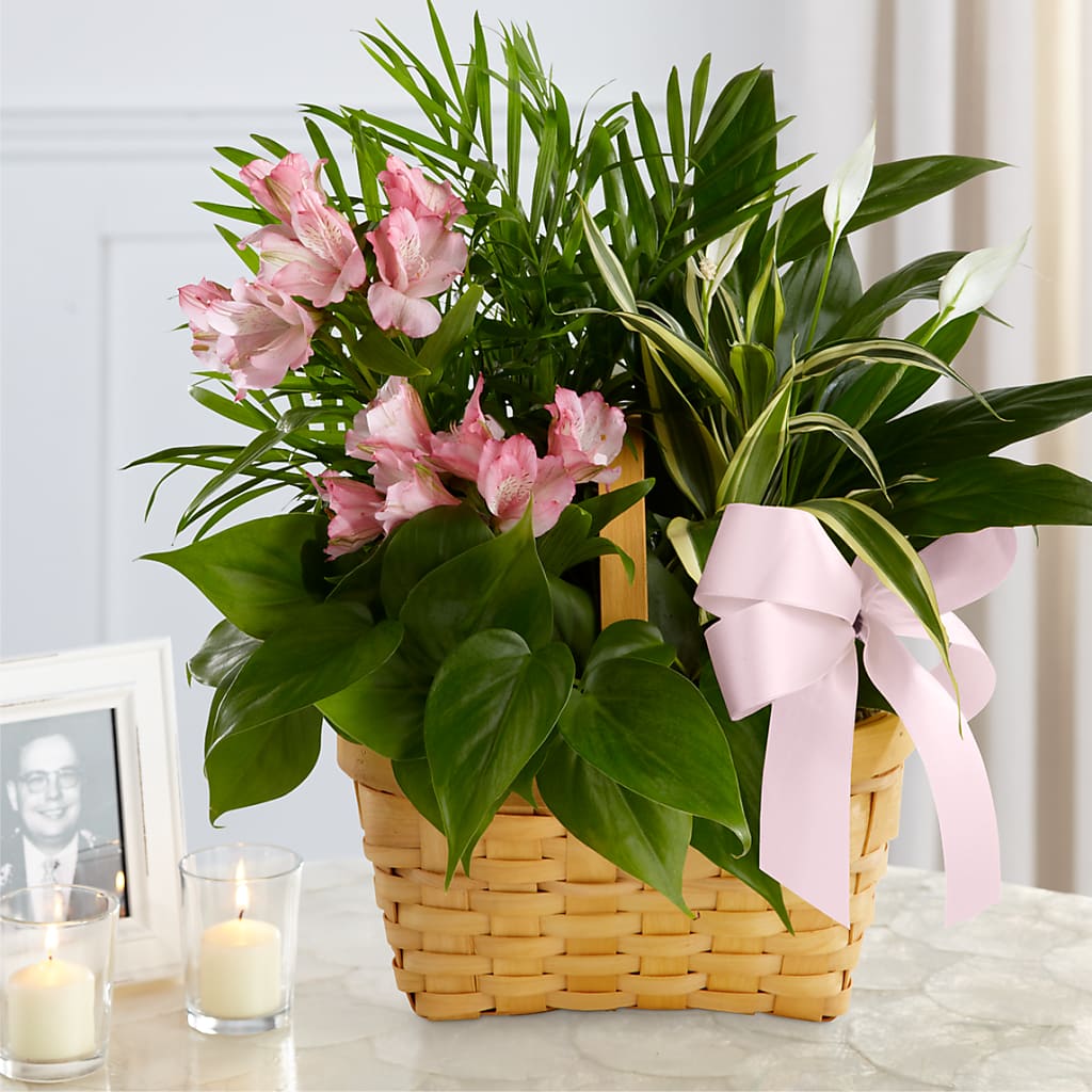 Living Spirit Dishgarden – Mary Blooms Florist, Port Saint Lucie FL
