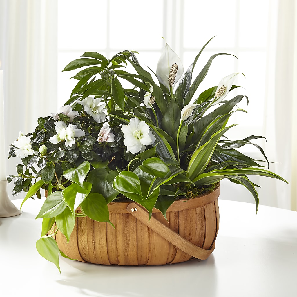 Serene Dishgarden – Mary Blooms Florist, Port Saint Lucie FL