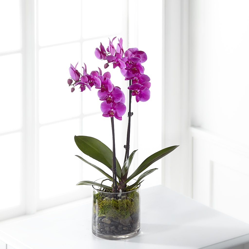 Pink Orchid Plant – Mary Blooms Florist, Port Saint Lucie FL