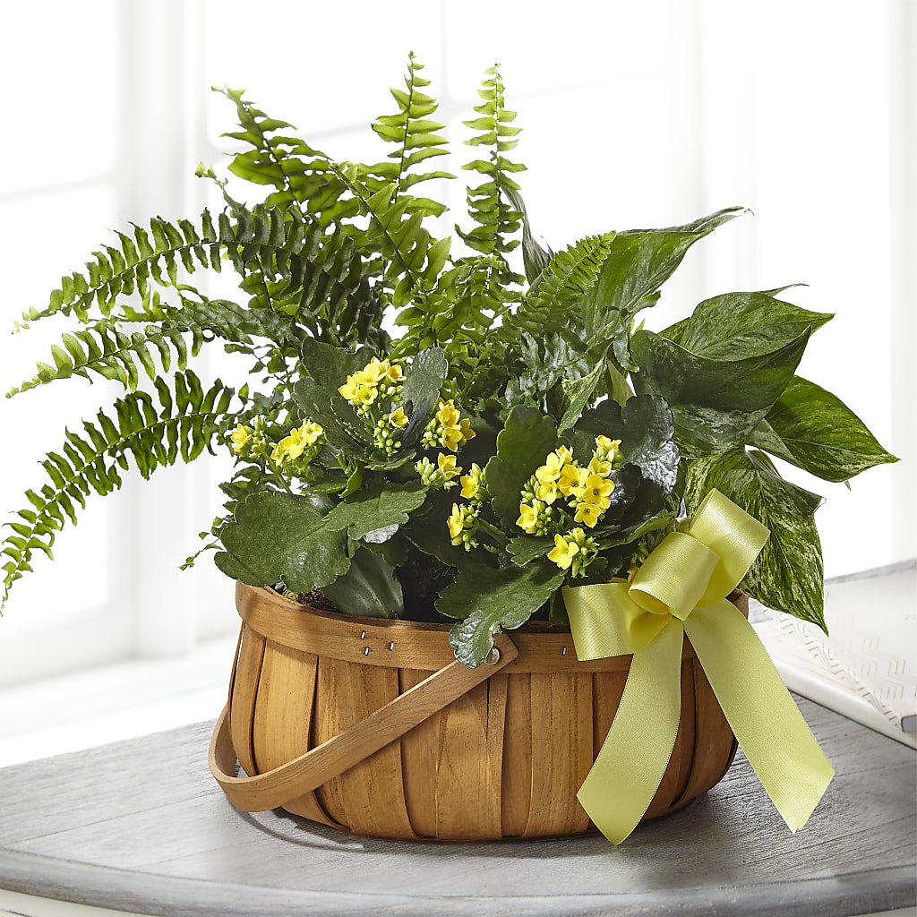 Always Dear Dishgarden – Mary Blooms Florist, Port Saint Lucie FL