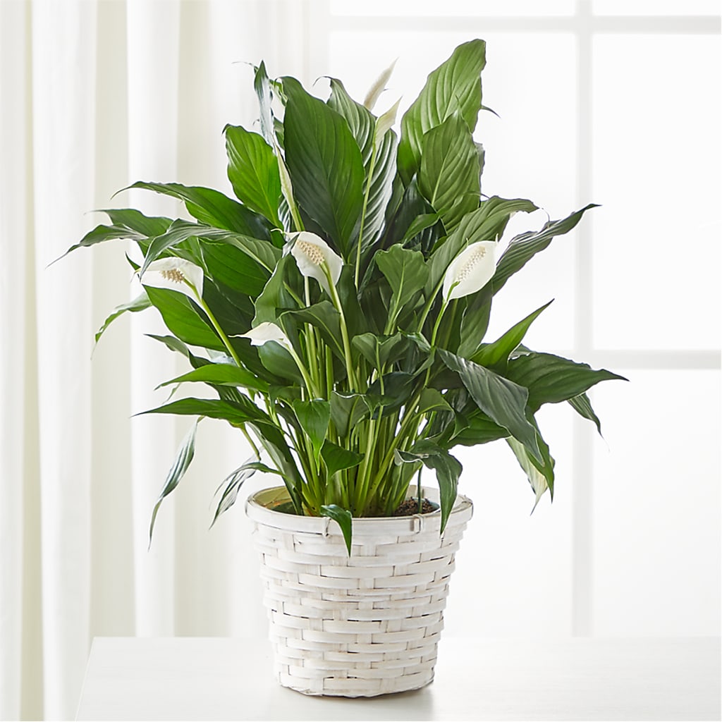A New Leaf Peace Lily – Mary Blooms Florist, Port Saint Lucie FL