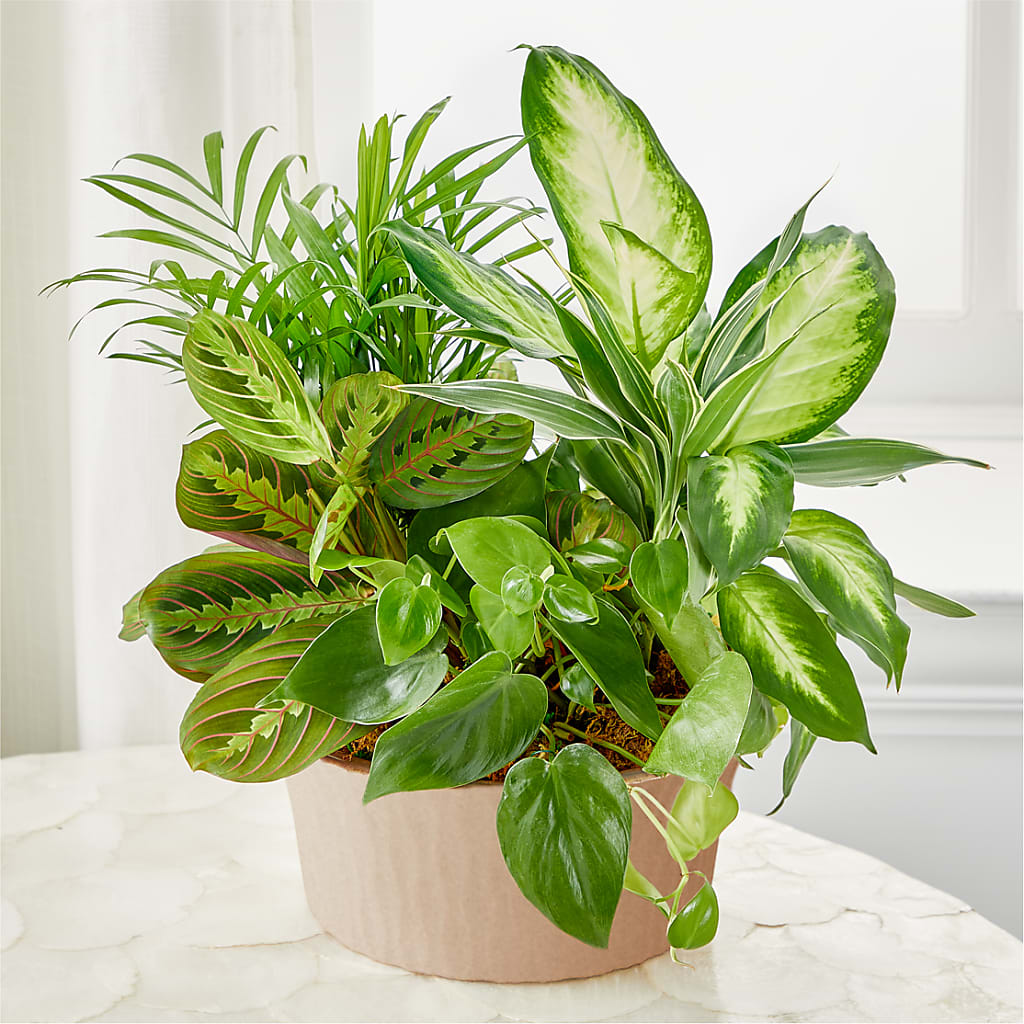 Balance & Harmony Dishgarden – Mary Blooms Florist, Port Saint Lucie FL
