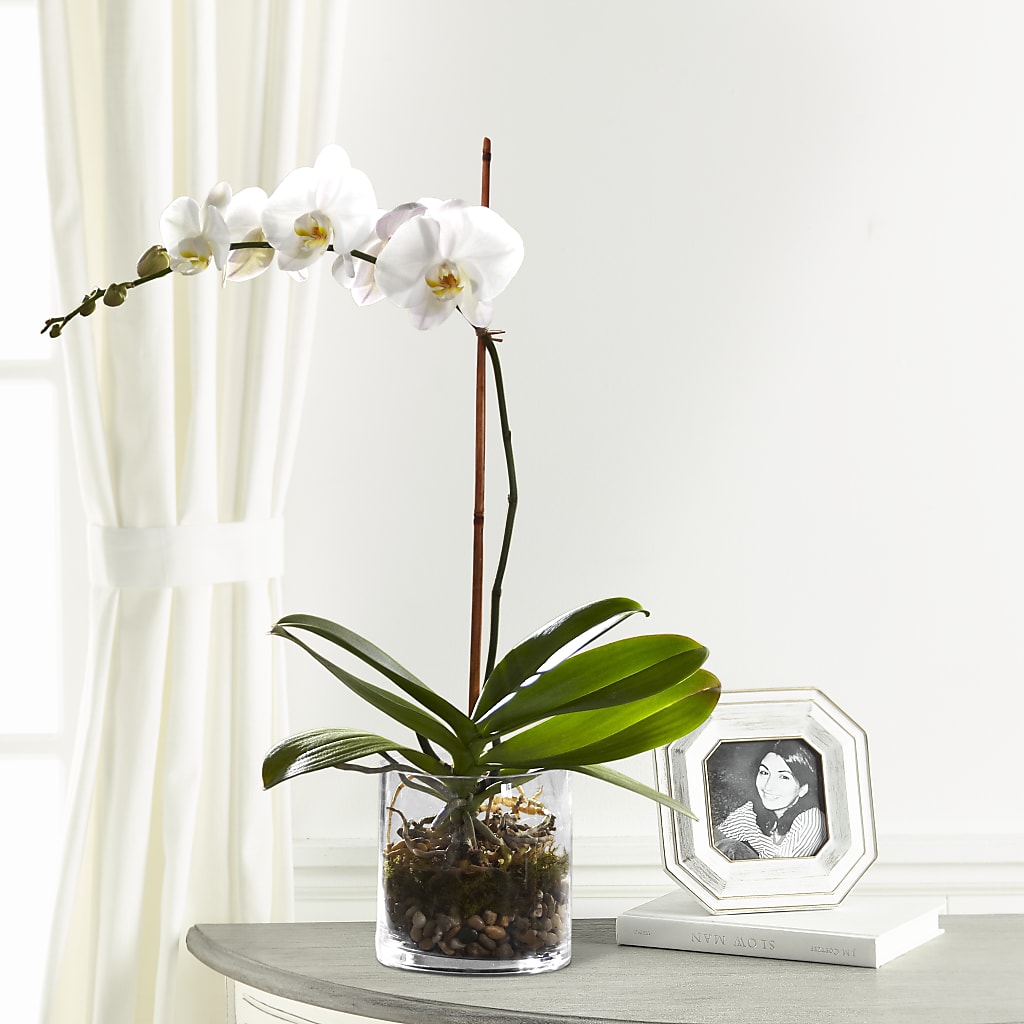 White Orchid Planter – Mary Blooms Florist, Port Saint Lucie FL