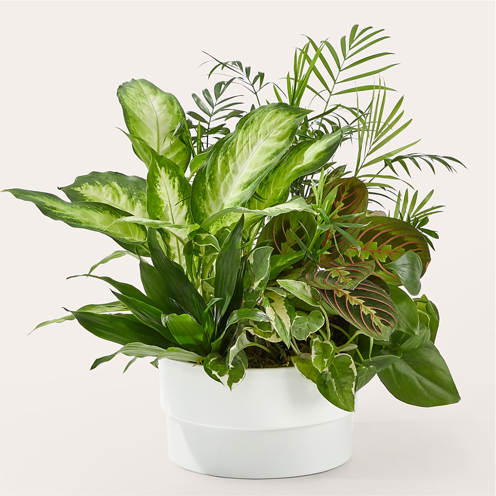 Radiating Positivity Dishgarden – Mary Blooms Florist, Port Saint Lucie FL