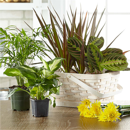 Florist Designed Blooming and Green Plants in a Basket –  Mary Blooms Florist, Port Saint Lucie FL