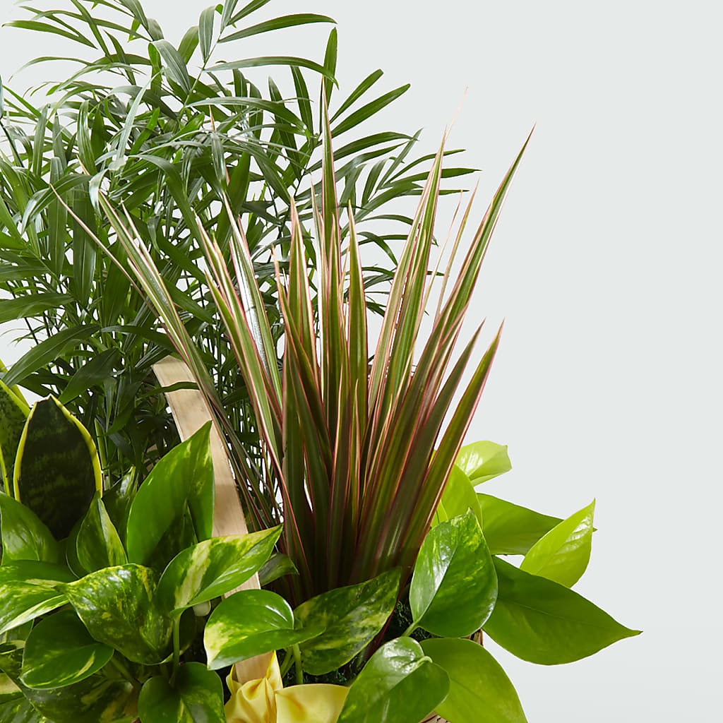 French Garden –  Mary Blooms Florist, Port Saint Lucie FL