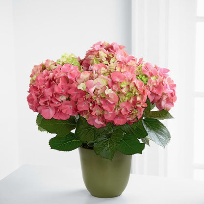 Pink Hydrangea Planter –  Mary Blooms Florist, Port Saint Lucie FL