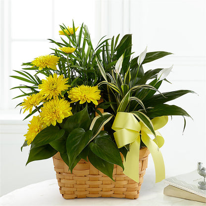 Loving Light Dishgarden –  Mary Blooms Florist, Port Saint Lucie FL