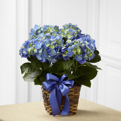 Blue Hydrangea Planter –  Mary Blooms Florist, Port Saint Lucie FL