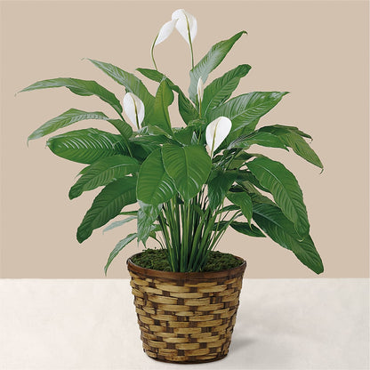 Tranquil Moments Peace Lily Plant –  Mary Blooms Florist, Port Saint Lucie FL