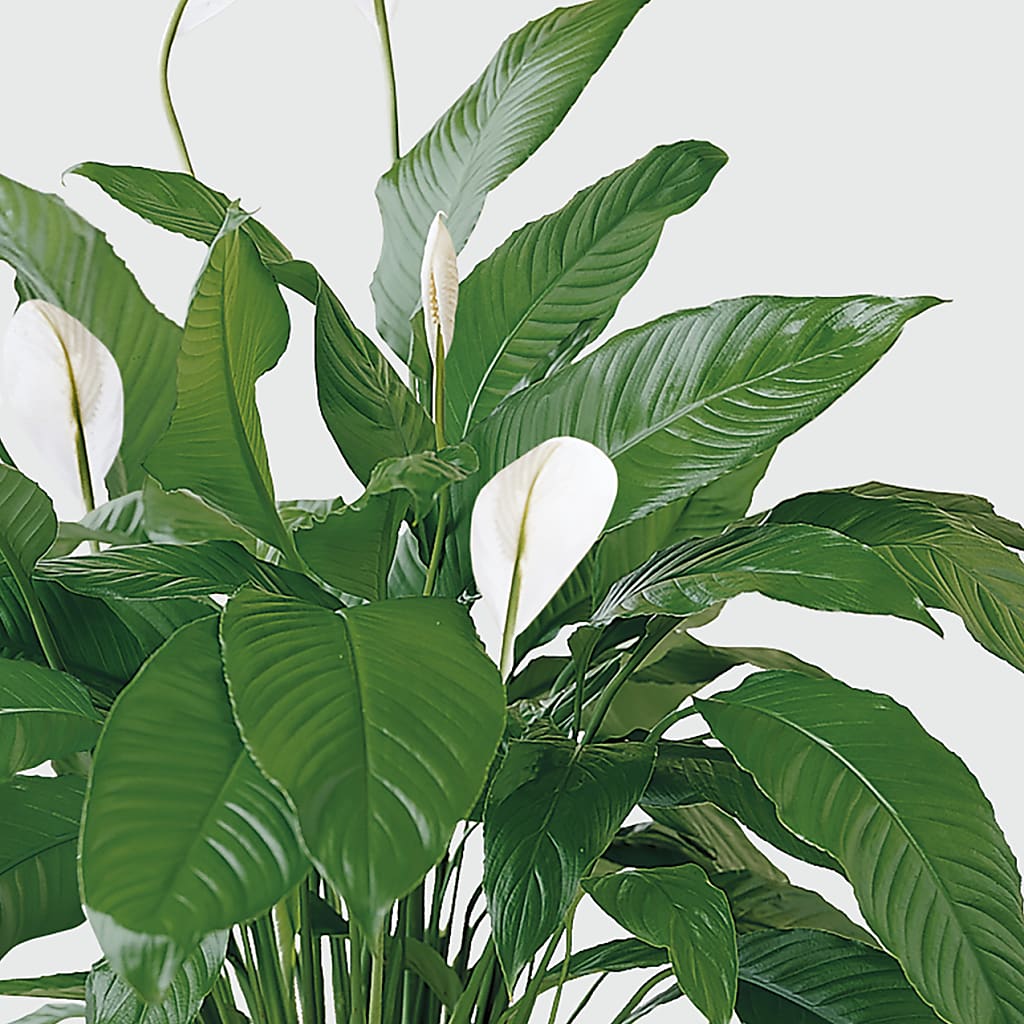 Tranquil Moments Peace Lily Plant –  Mary Blooms Florist, Port Saint Lucie FL