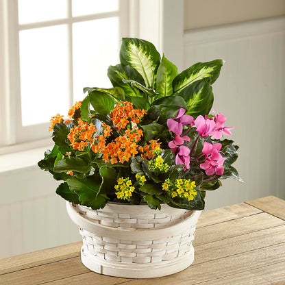 Color Crush Dishgarden –  Mary Blooms Florist, Port Saint Lucie FL