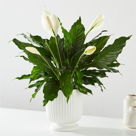 Comfort Planter –  Mary Blooms Florist, Port Saint Lucie FL