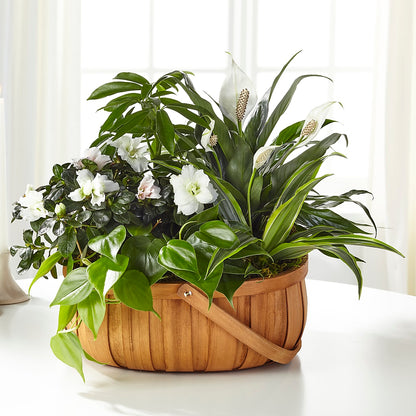 Serene Dishgarden –  Mary Blooms Florist, Port Saint Lucie FL