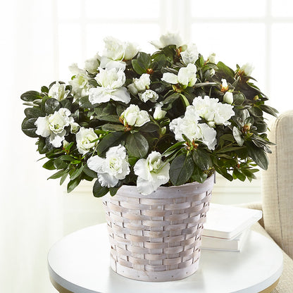 White Azalea Plant –  Mary Blooms Florist, Port Saint Lucie FL