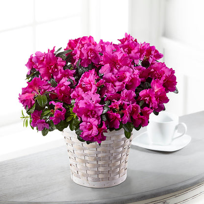 Hope & Serenity Azalea Plant –  Mary Blooms Florist, Port Saint Lucie FL