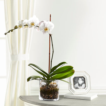 White Orchid Planter –  Mary Blooms Florist, Port Saint Lucie FL