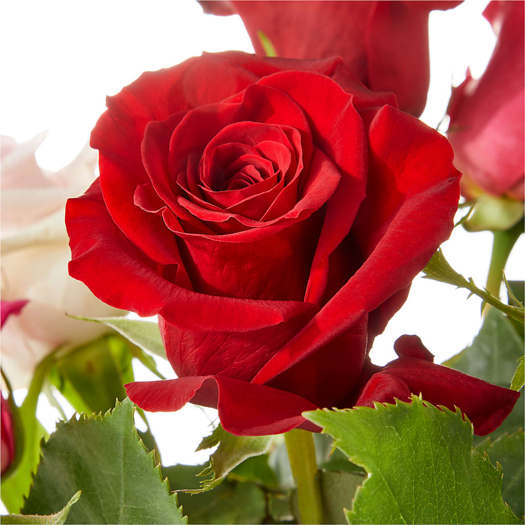 Love Notes Rose Bouquet –  Mary Blooms Florist, Port Saint Lucie FL